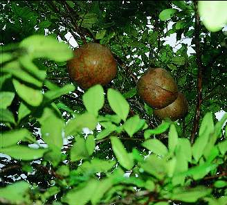 Xylocarpus granatum fruit