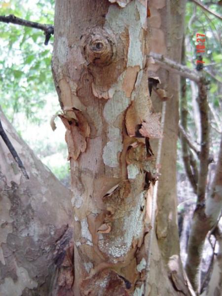 Xylocarpus granatum tree