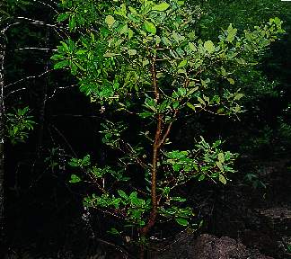 Xylocarpus moluccensis tree