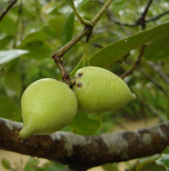 Avicennia officinialis fruit