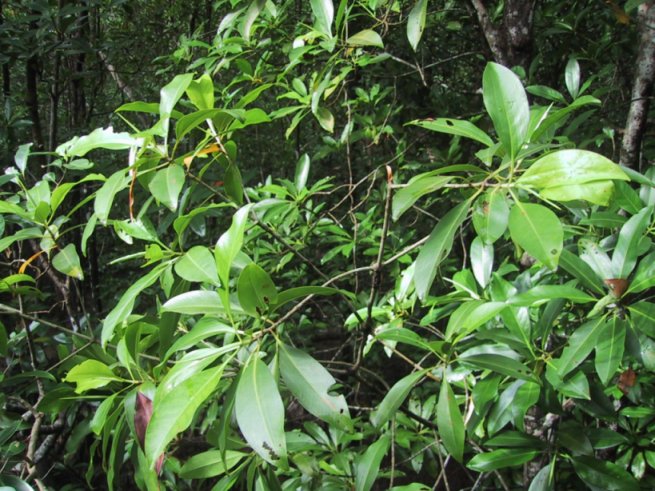 Bruguiera parviflora leaves