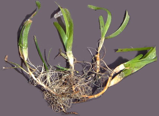 Cymodocea serrulata plant