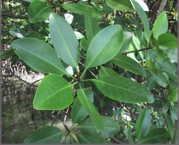 Rhizophora mucronata leaves