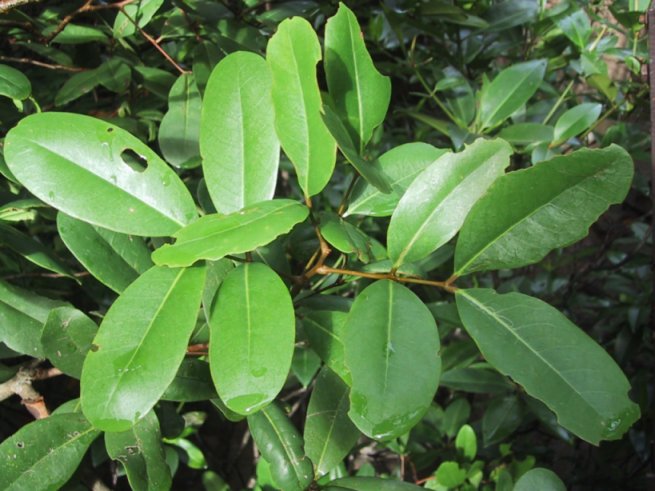 Xylocarpus granatum leaves